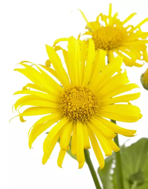 Doronicum orientale