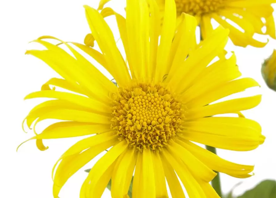 Doronicum orientale