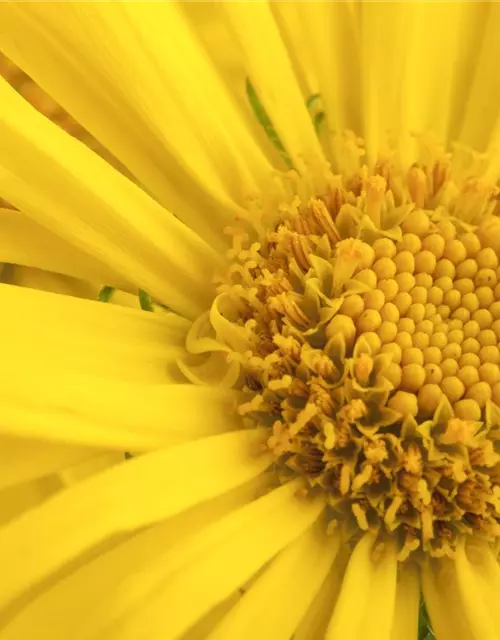 Doronicum orientale