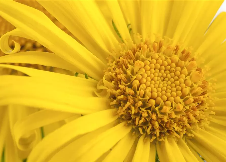 Doronicum orientale