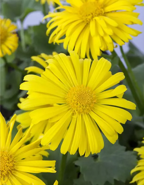 Doronicum orientale