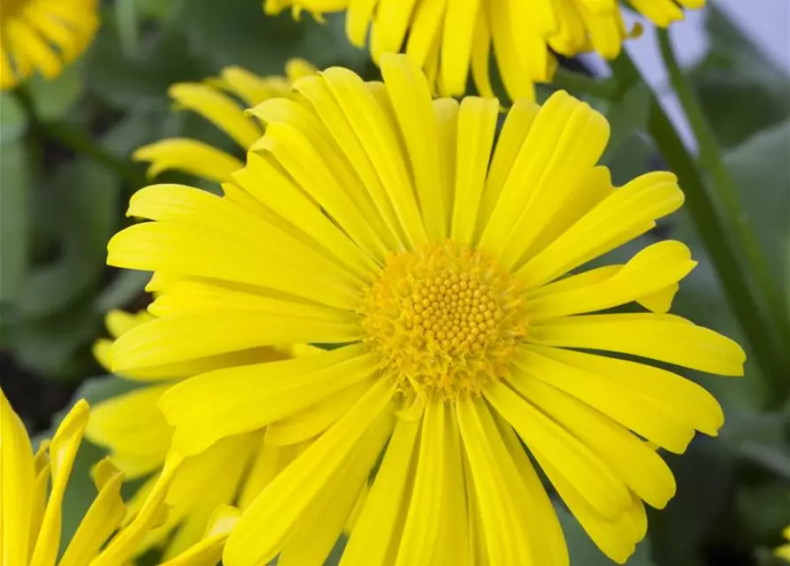 Doronicum orientale