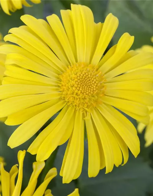 Doronicum orientale