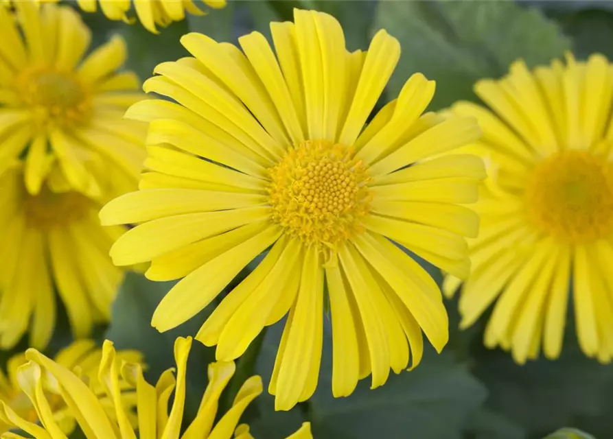 Doronicum orientale