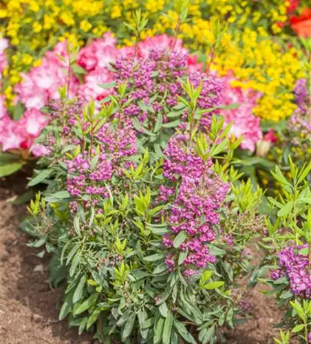 Kalmia angustifolia