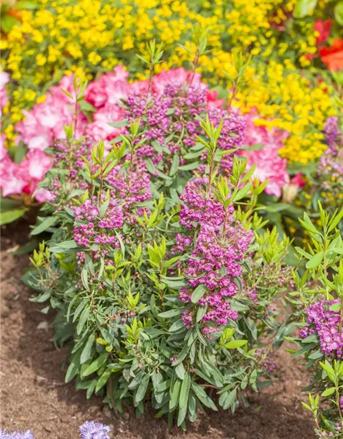 Kalmia angustifolia