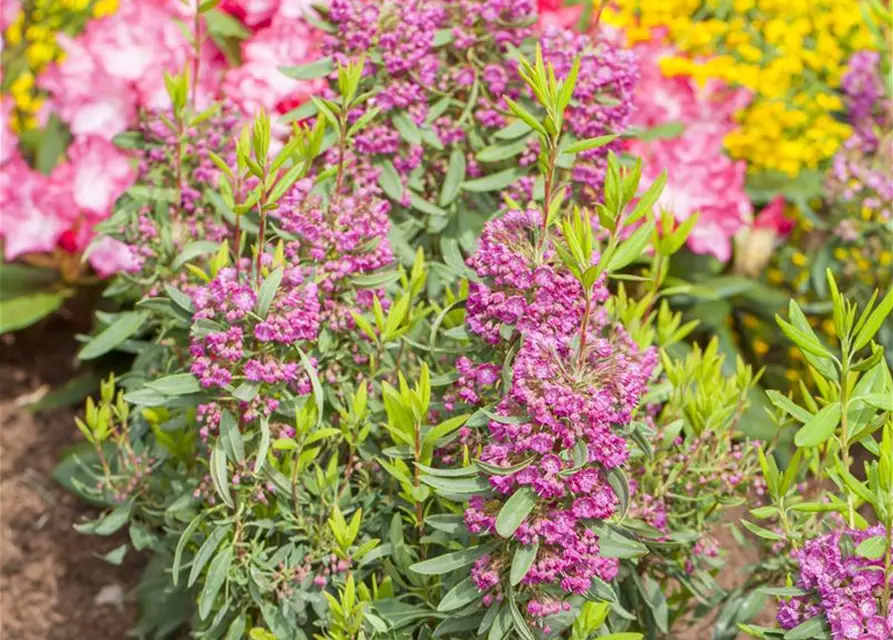 Kalmia angustifolia