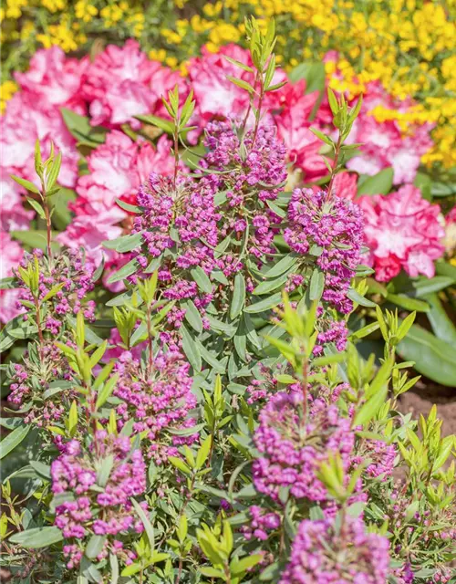 Kalmia angustifolia