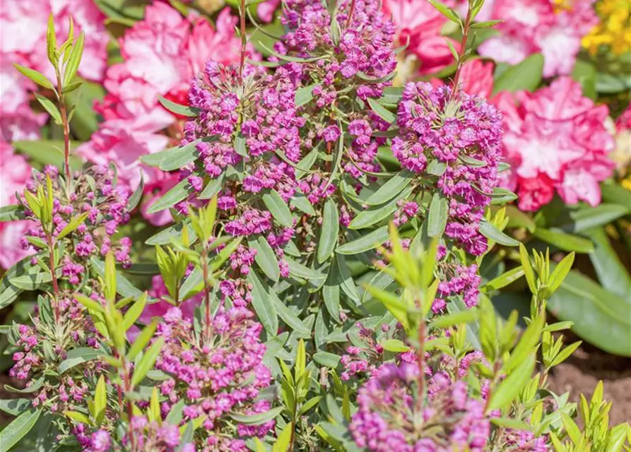 Kalmia angustifolia