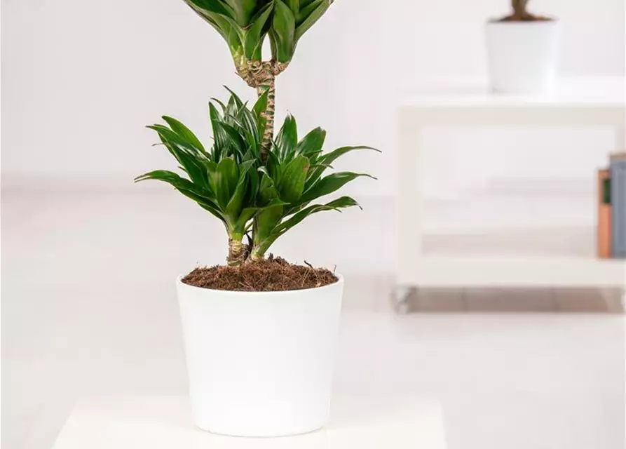 Dracaena fragrans