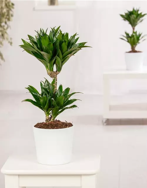 Dracaena fragrans