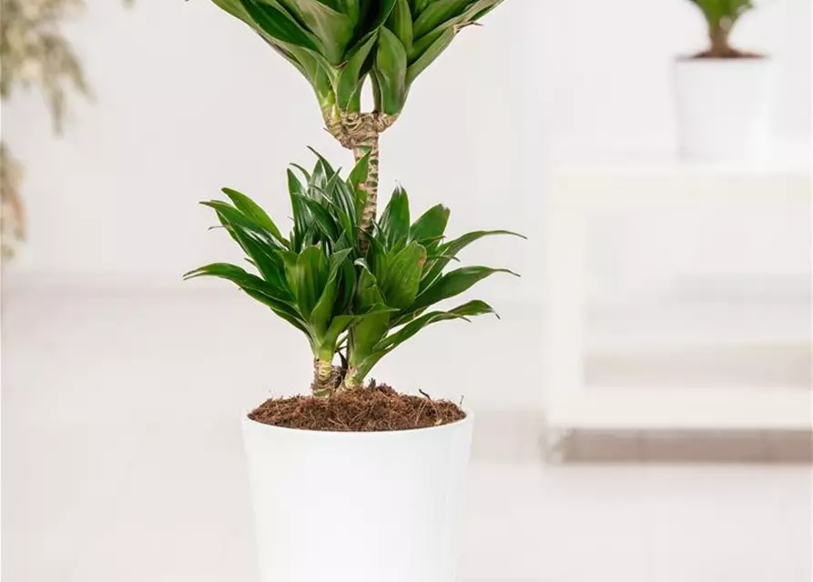 Dracaena fragrans