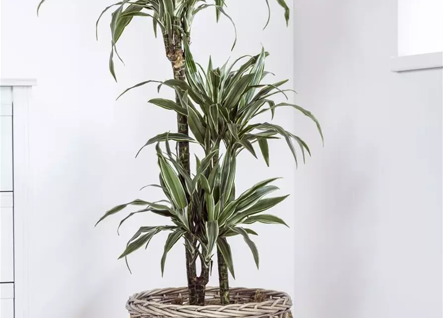 Dracaena fragrans