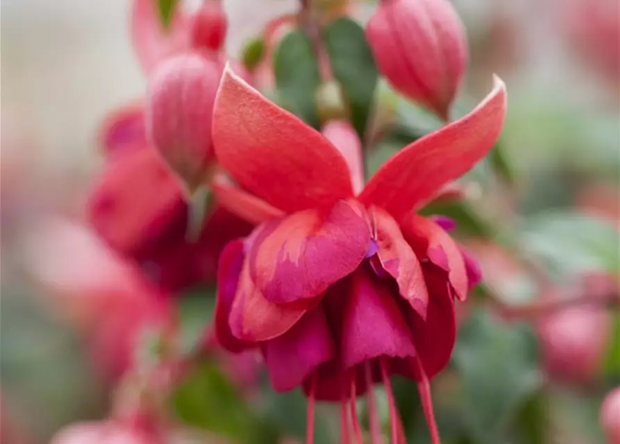 Fuchsia 'Jollies'®