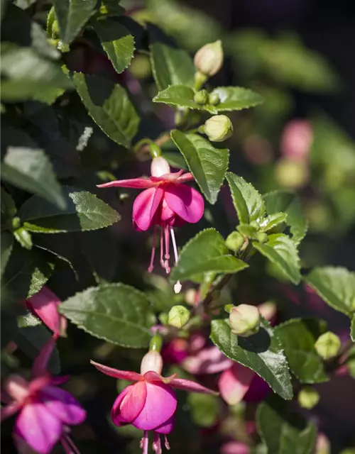 Fuchsia 'Jollies'®