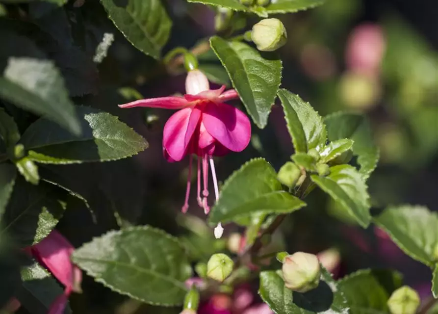 Fuchsia 'Jollies'®