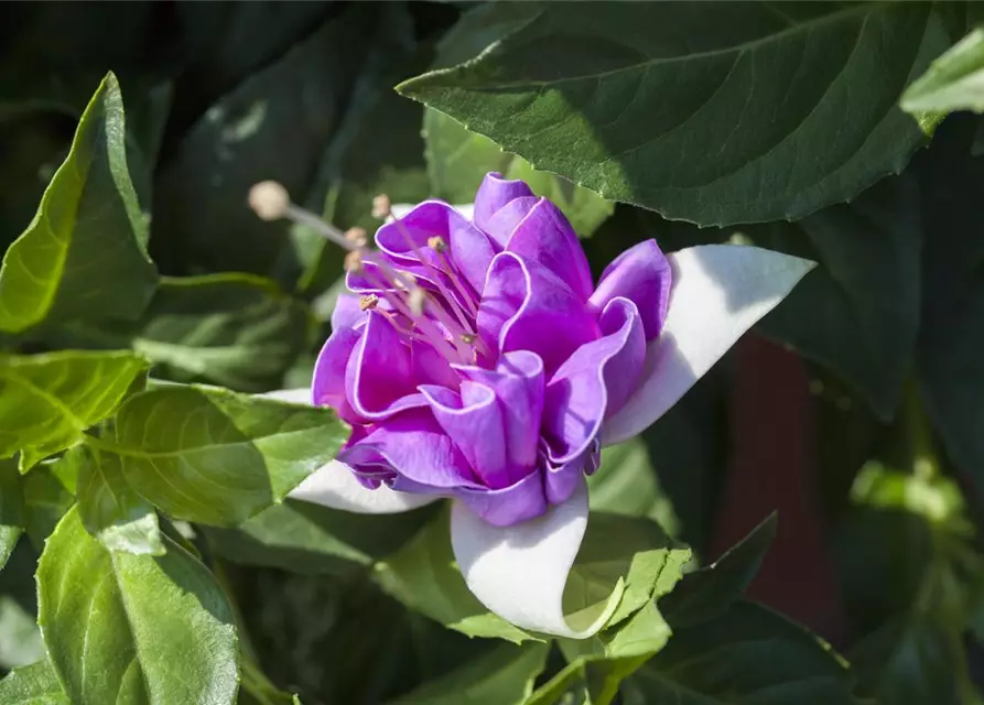 Fuchsia 'Jollies'®