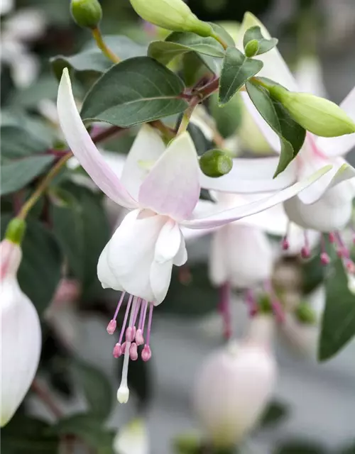 Fuchsia 'Jollies'®