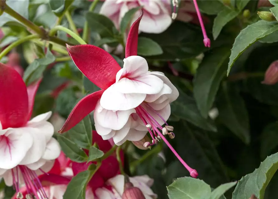 Fuchsia 'Jollies'®