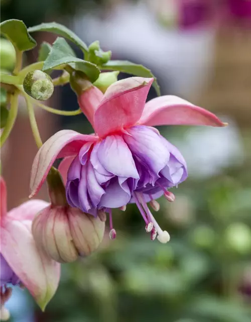 Fuchsia 'Jollies'®