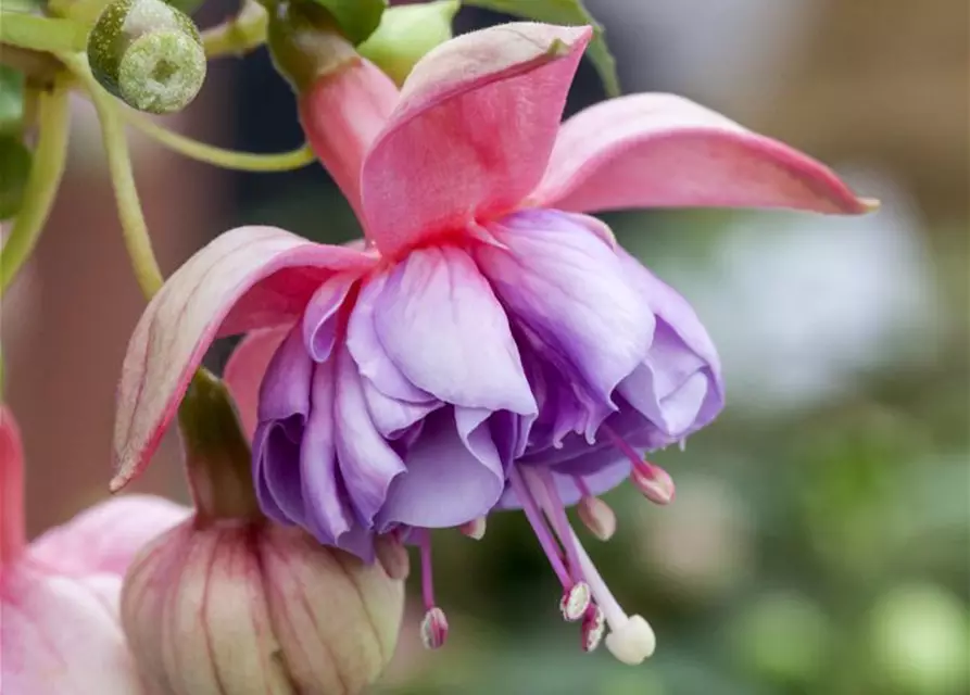 Fuchsia 'Jollies'®