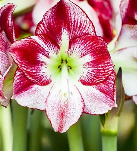 Hippeastrum