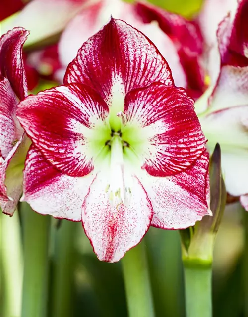 Hippeastrum