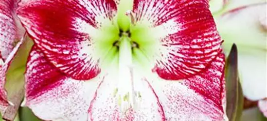 Hippeastrum