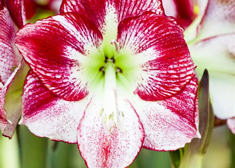 Hippeastrum