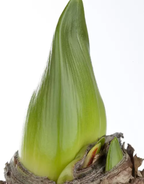 Hippeastrum