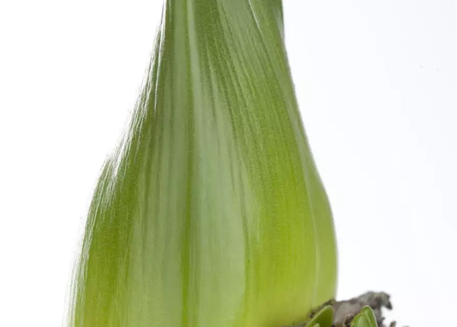 Hippeastrum