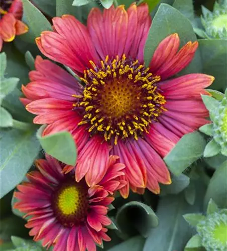 Gaillardia aristata