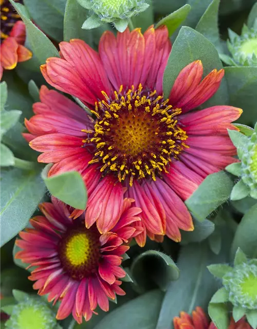 Gaillardia aristata