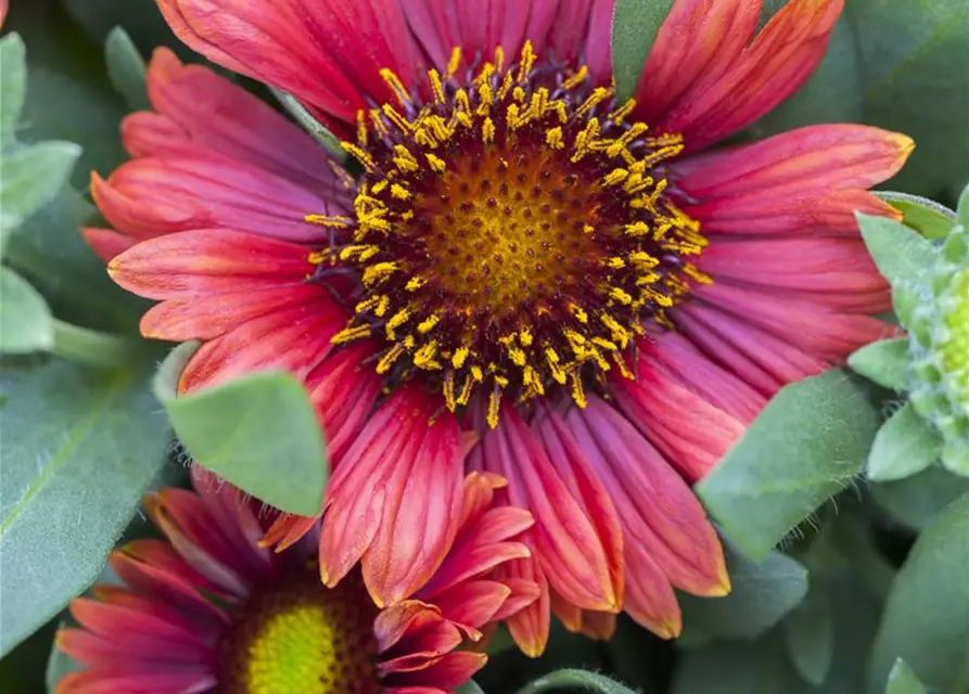 Gaillardia aristata