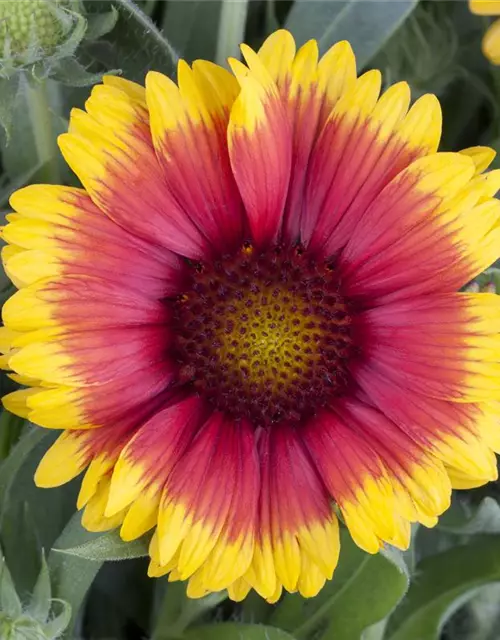 Gaillardia aristata