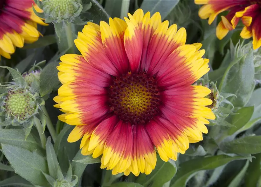 Gaillardia aristata