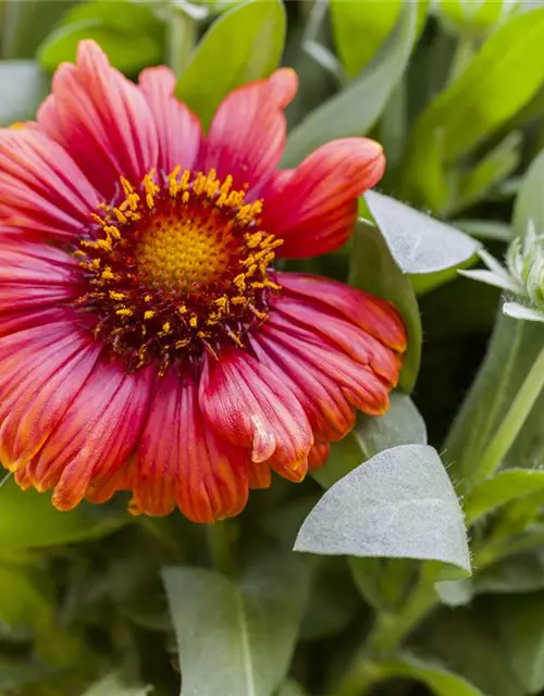 Gaillardia aristata