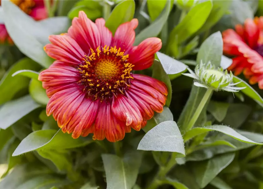 Gaillardia aristata