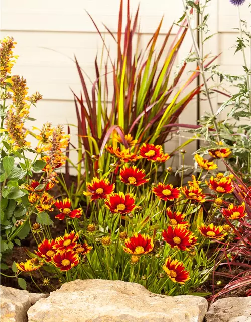 Gaillardia aristata