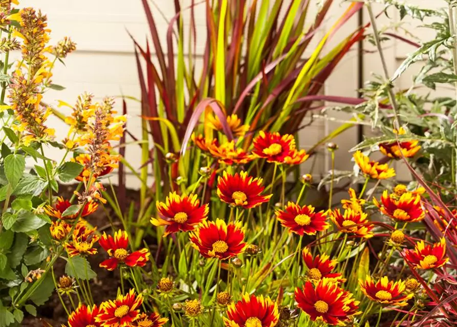 Gaillardia aristata