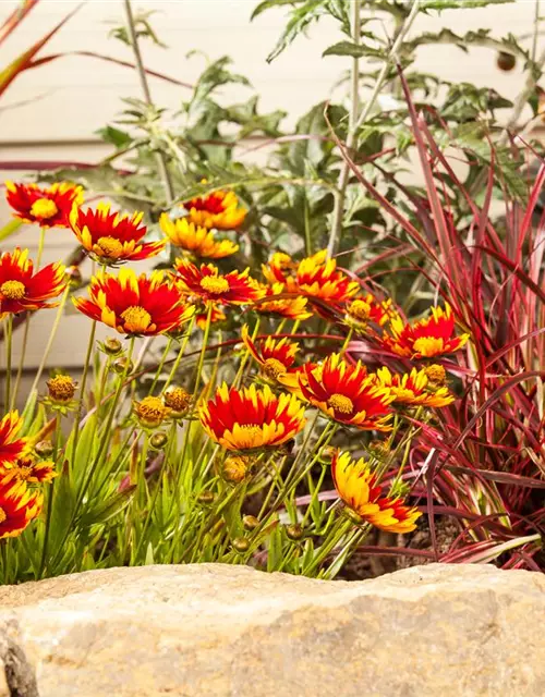 Gaillardia aristata