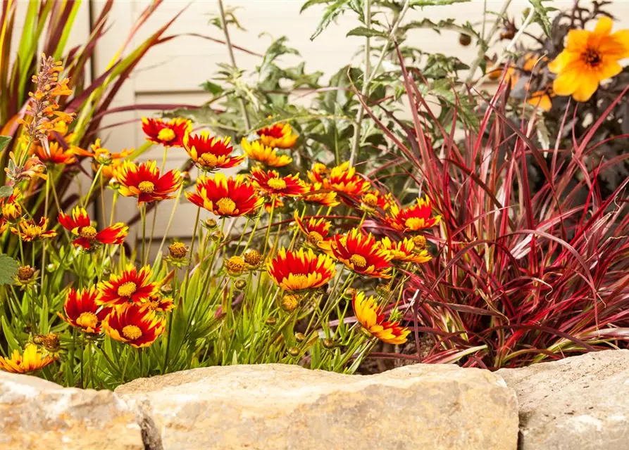 Gaillardia aristata