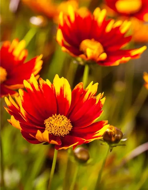 Gaillardia aristata