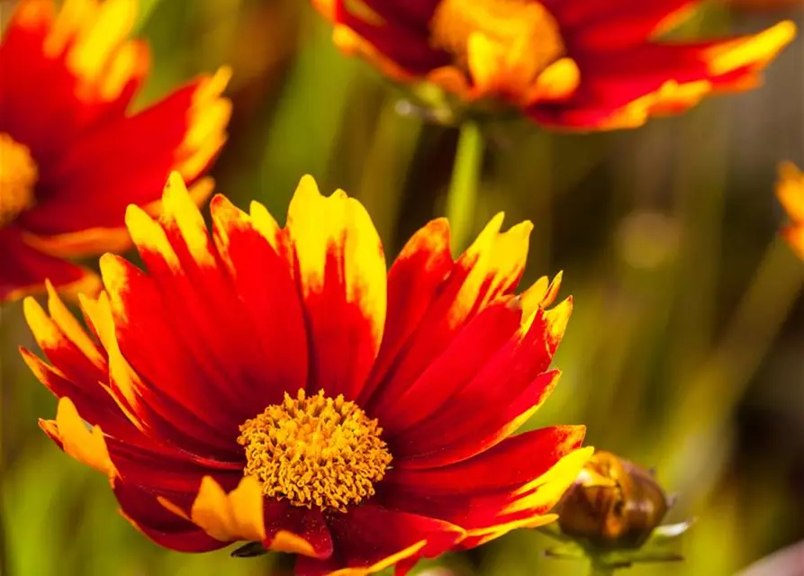 Gaillardia aristata