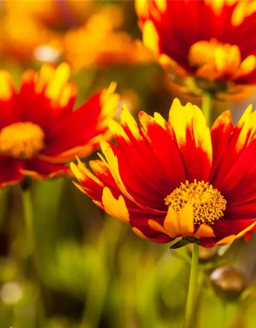 Gaillardia aristata