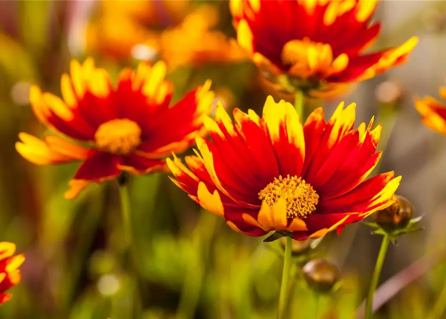 Gaillardia aristata