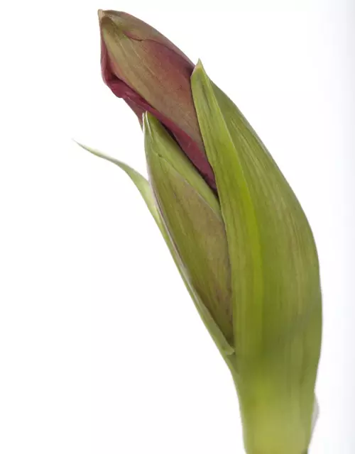 Hippeastrum 'Kolibri'