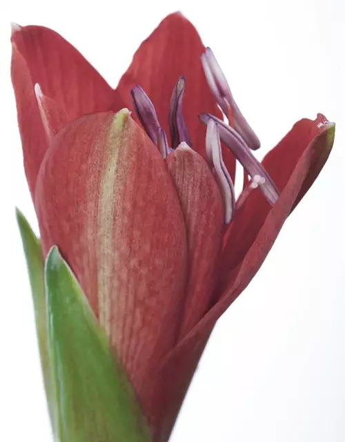 Hippeastrum 'Kolibri'