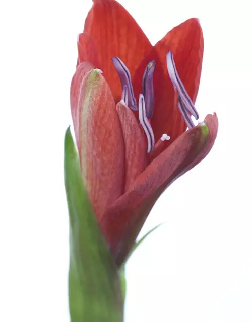 Hippeastrum 'Kolibri'