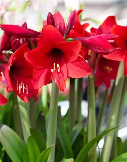 Hippeastrum 'Kolibri'